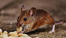 24 Hour & Emergency Exterminators in Fall Lake, MN